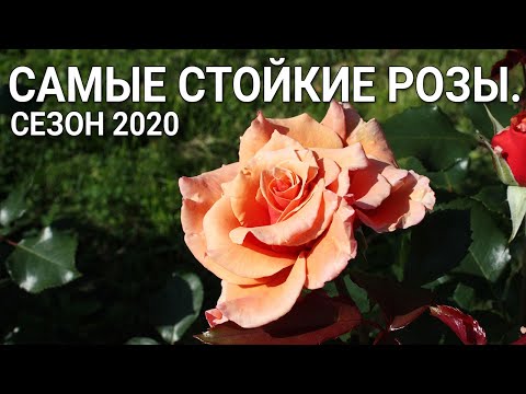 Видео: Самые стойкие розы