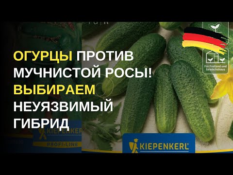 Видео: Дача в Германии. Сорта и гибриды резистентных огурцов, на которые стоит обратить внимание уже сейчас