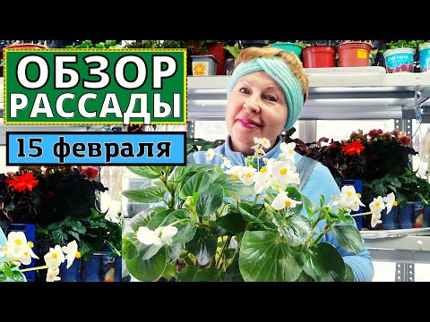 Видео: Обзор рассады в зимней теплице на 15 февраля. Множимся, цветем  и растём!