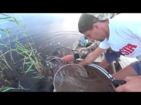 Видео: По мелководью и камышам на болотоходе. Рыбы в этом озере много.