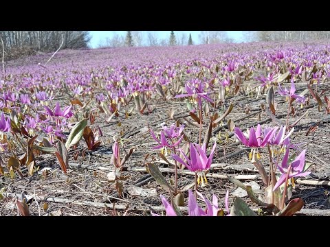 Видео: Про медвежонка и ранний весенний мёд.