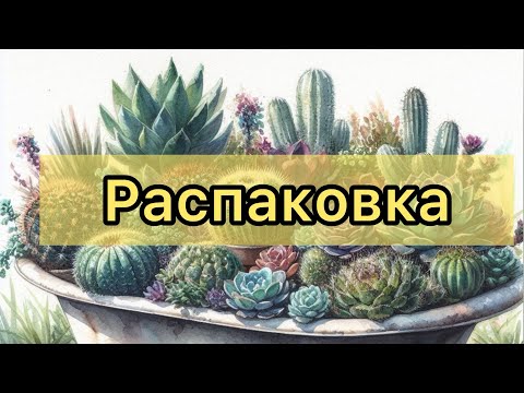 Видео:  Посылка с суккулентами #echeveria #succulent 