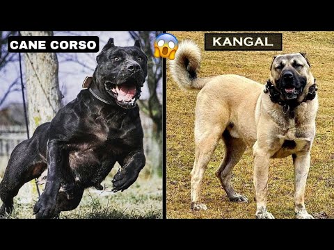Видео: Кангал против Кане Корсо – решающая битва силы и доминирования!