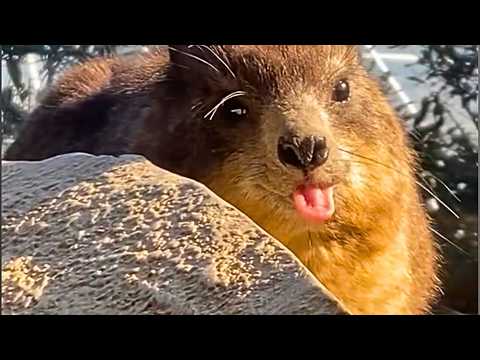 Видео: 🐾 1 КАДР НА МИЛЛИОН: Смешные животные, которых застали врасплох! 🤭