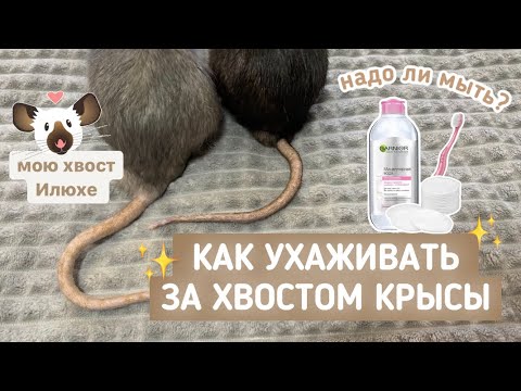 Видео: НУЖНО ЛИ МЫТЬ КРЫСЕ ХВОСТ | КАК УХАЖИВАТЬ ЗА ХВОСТОМ КРЫСЫ