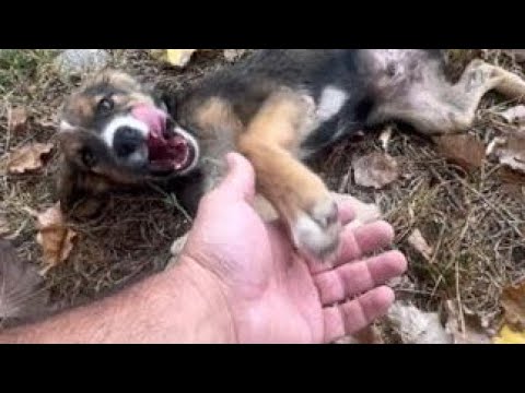 Видео: Щенок выжил совсем один в кукурузном поле/Каково было его удивление, когда я забрал его домой 