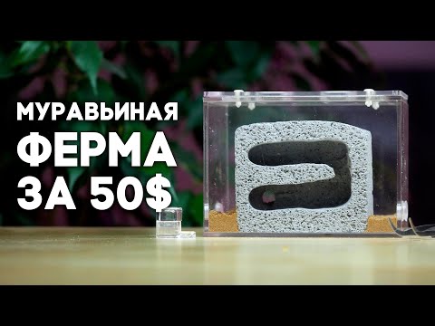 Видео: РАСПАКОВКА И ОБЗОР МУРАВЬИНОЙ ФЕРМЫ ЗА 50$ ИЗ АВСТРАЛИИ! СТОИТ ЛИ ТОГО? \\ Димон и пумба