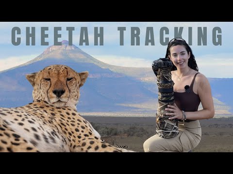 Видео: Я гулял с диким гепардом в Южной Африке | Отслеживание гепарда с радиоошейником!