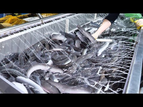 Видео: Весь процесс фермы удивительного угря | Корейская еда