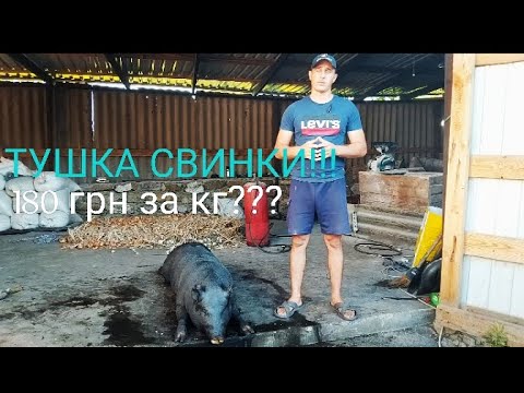 Видео: 🆘ЖИВА ВАГА 110 ГРН ЗА КГ🐷⁉️ ПОЛТАВЩИНА‼️ ТУШКИ 180 ЗА КГ⁉️ СВИНАРСТВО ПІШЛО В ГОРУ🐷🐖⁉️
