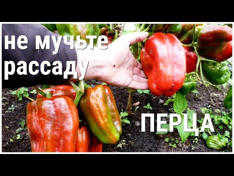 Видео: Из-за этих МЕЛОЧЕЙ  рассада ПЕРЦА КРАДЁТ ВЕСЬ ВАШ УРОЖАЙ!
