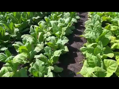 Видео: Видео от подписчика.
