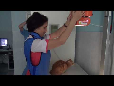 Видео: Рентген коту для обнаружения инородки