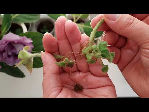 Видео: Цветоносы глоксиний нарастили клубни и дали ростки.