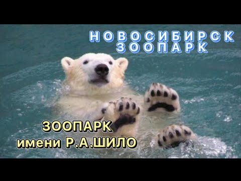 Видео: НОВОСИБИРСКИЙ ЗООПАРК/ ЗООПАРК имени Р.А.ШИЛО/ ПРОГУЛКА ОБЗОР ЦЕНЫ