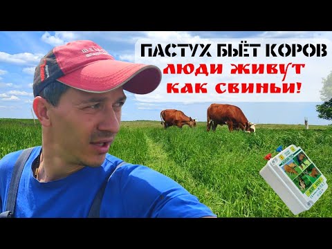 Видео: Обед у водопада I Установка электропастуха I Как поймать пчёл