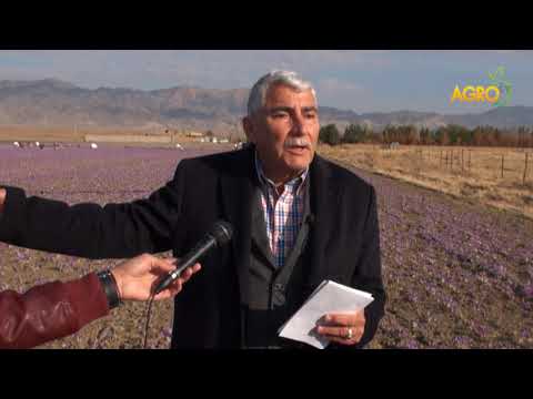 Видео: Земеделие на фокус: Шафранът – иранският опит, автор Анета Божидарова