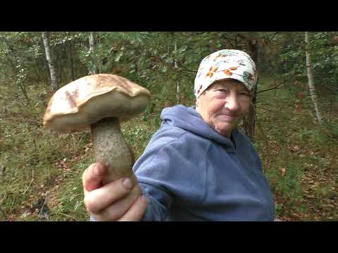 Видео: В ЛЕС по ГРИБЫ с БАБУШКОЙ! Лес и ГРИБЫ!