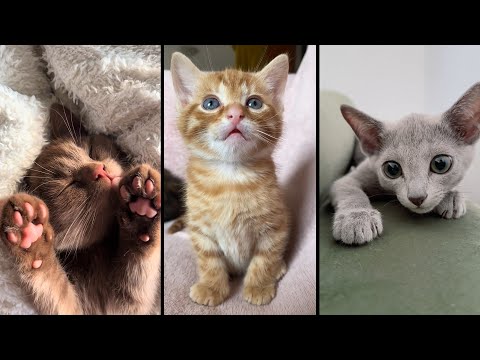 Видео: Cute and funny CATS.🐱 And Some Just Interesting Moments.😻Videos🔶 Сompilation # 61🔶