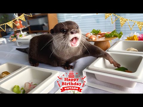 Видео: Фуршет на день рождения моей выдры