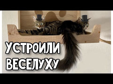 Видео: Наши котики перевернули дом вверх дном