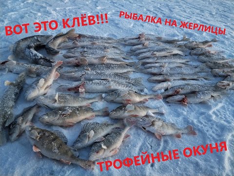 Видео: СЕКРЕТНАЯ ТОЧКА НЕ ПОДВЕЛА!! ОКУНИ МОНСТРЫ?! Зимняя рыбалка 2021.