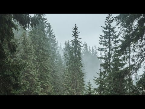 Видео: Ведьма на кладбище. Жуткие могилы.