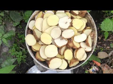 Видео: Самогон из  картошки. Часть первая. Затираем брагу на ферментах