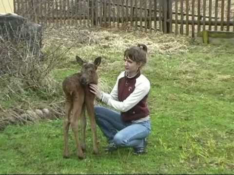 Видео: Лосенок