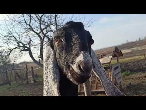 Видео: Продажа всех коз!!!