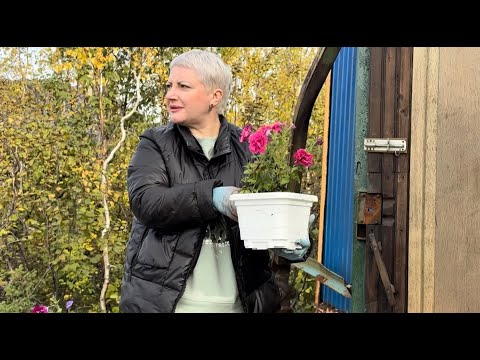 Видео: Норильск/ Готовим дачу к зиме/ Золотая осень.
