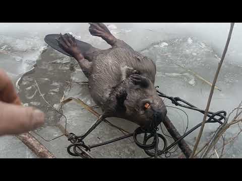 Видео: ОХОТА НА БОБРА В ПРОХОДНЫЕ КАПКАНЫ. Вот мы и открылись.#капканы#Бобры#охотакапканами#охота#плотина