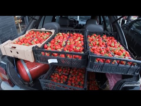 Видео: "Бійки" з перекупами полуниці. Нарізка історій наглості, сварок і лояльності) Клубника/Клубніка