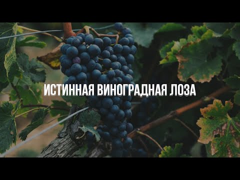 Видео: Служение 27.10.2024 "Истинная виноградная лоза"