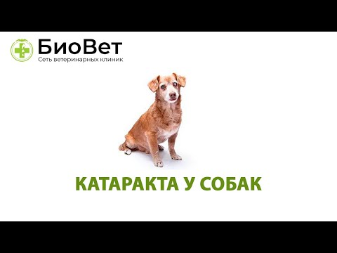 Видео: Катаракта у собак