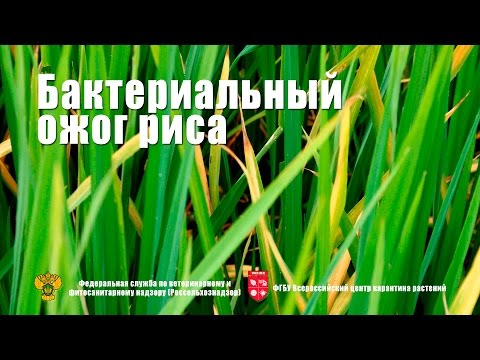 Видео: Бактериальный ожог риса (Xanthomonas oryzae pv. oryzae (Ishiyama) Swings et al)