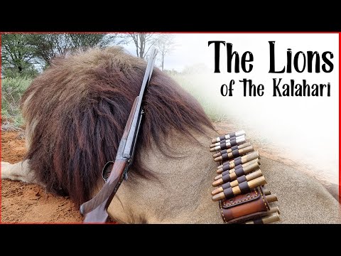 Видео: Охота на львов в Калахари 2022. Это африканское сафари.
