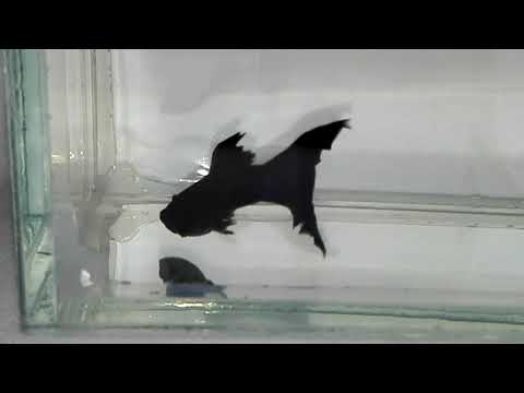 Видео: Наши московские черно-синие гуппи