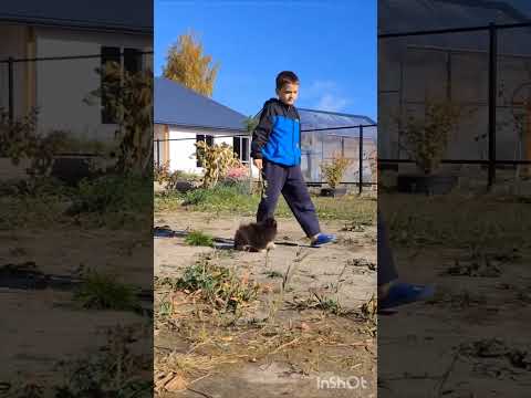 Видео: Щенки померанского шпица @pom_tyumen