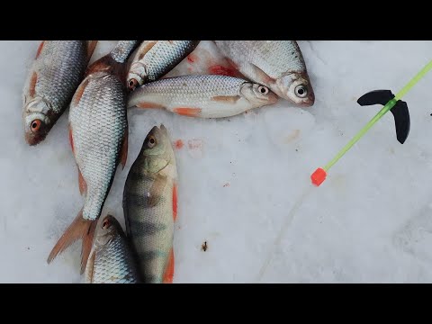 Видео: Ловля плотвы в марте! Это далеко не последний лёд!