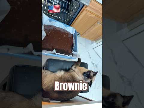 Видео: 🇺🇸Русская жена готовит Американцу Brownie🥮 #florida #usa #orlando #siamesecats #brownie #cooking