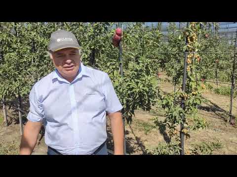 Видео: Интенсивные технологии выращивания яблони.