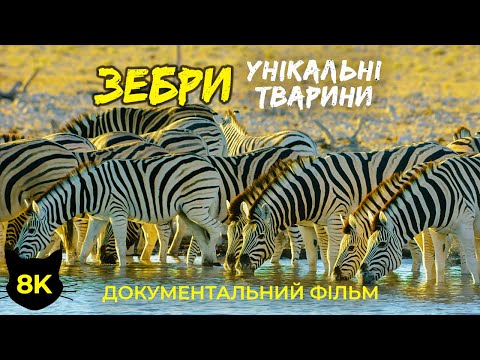 Видео: ЗЕБРИ — Унікальні тварини Африки — Документальний фільм про дику природу в 8K HDR