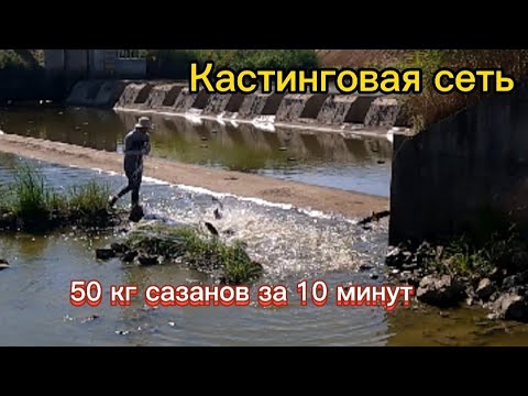 Видео: За 1 заброс 15 сазанов  на кастинговую сеть. big kast net fishing