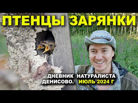 Видео: Птенцы зарянки. Дневник натуралиста. Июль 2024