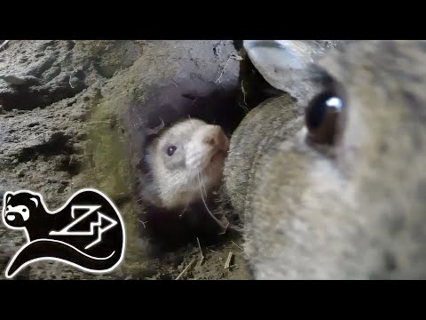 Видео: Рытье для кроликов - Хорек на охоте за кроликами 16
