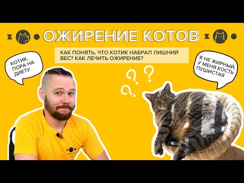 Видео: Ожирение котов