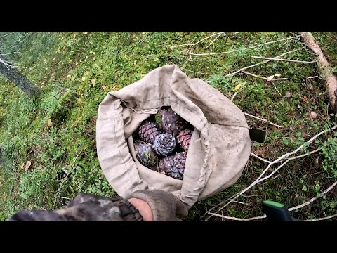 Видео: СБОР КЕДРОВОГО ОРЕХА.