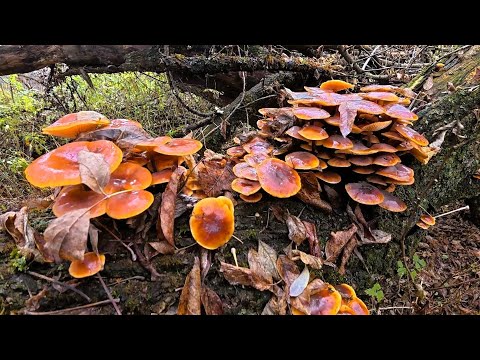 Видео: Розпочавсь Сезон Зимових Опеньок