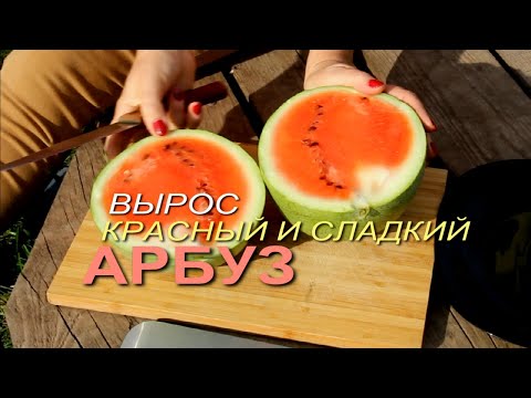 Видео: ЭТО просто ЧУДО! АРБУЗ вырос там, где он НЕ ДОЛЖЕН расти! Советы от ЗЕЛЕНОГО ОГОРОДА!